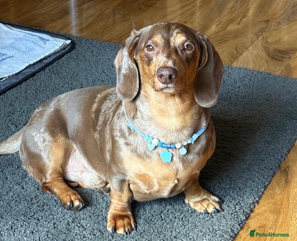 Dachshund dogs Dapple Dachshund- male/nearly 4 years old - Advert 4