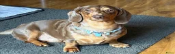Dachshund dogs for sale: Dapple Dachshund- male/nearly 4 years old - Advert 1