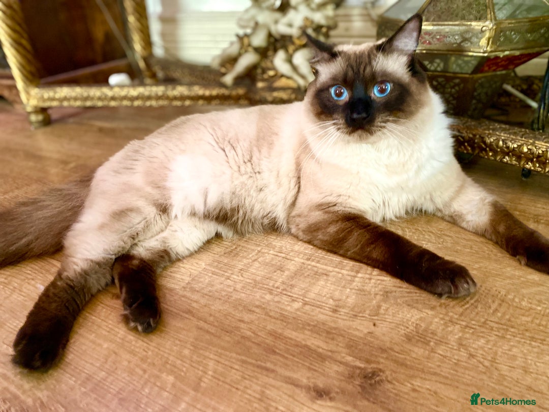 Ragdoll cats for sale: Gorgeous Ragdoll boy - Image 9