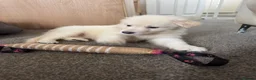 White Swiss Shepherd dogs for sale: 🐾 Swiss White Shepherd Puppies reduced 🐾 - Advert 17