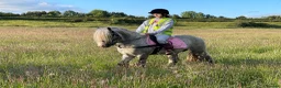 Other Breed horses for sale: Bear 6 year old cob Stallion  - Advert 3