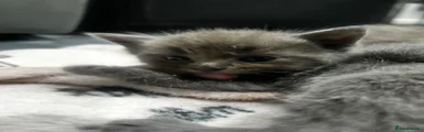 Ragdoll 1