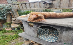Bengal cats for sale: 🐆 Beautiful TICA Registered Bengal – SarI 🐆 - Image 3