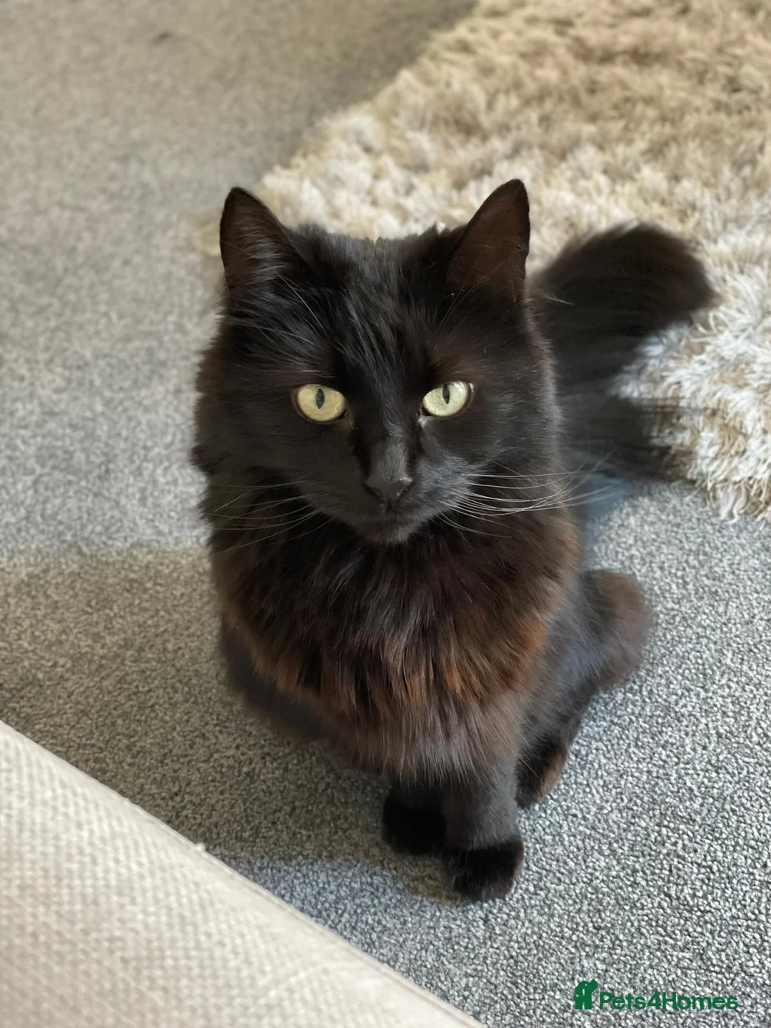 Domestic Shorthair cats for sale: Sweet shy girl looking for a new loving home . - Advert 2