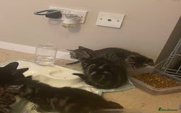 Mixed Breed cats for sale: 5 Kitties  - Image 22