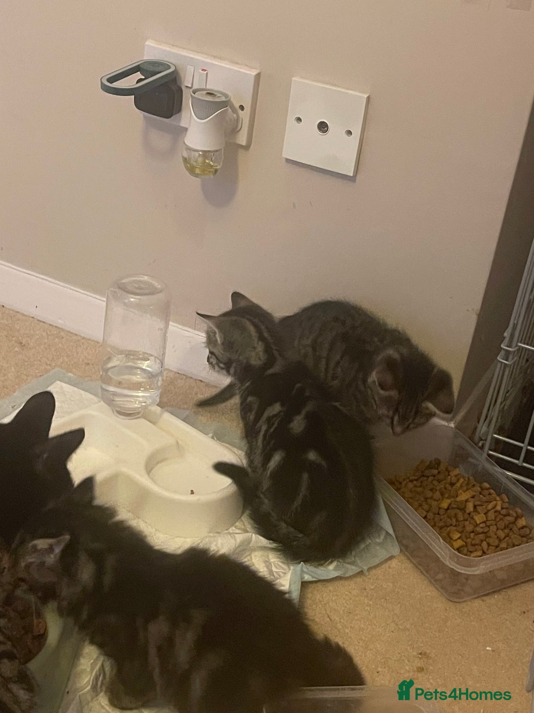 Mixed Breed cats for sale: 5 Kitties  - Image 22