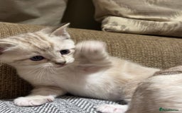 Ragdoll cats for sale: Adorable Ragdoll X Snow Bengal Kittens - Advert 23