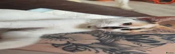 Mixed Breed cats for sale: Calico girl, Ginger and white short haired boys - Advert 4