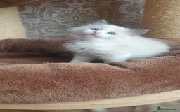Ragdoll cats for sale: Last beautiful Snowleopard boy available  - Image 11