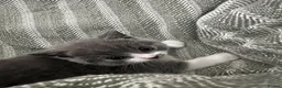 British Shorthair cats for sale: British short hair kittens  - Advert 5