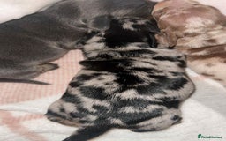 Miniature Dachshund dogs for sale: Miniature daschund puppies - Image 9