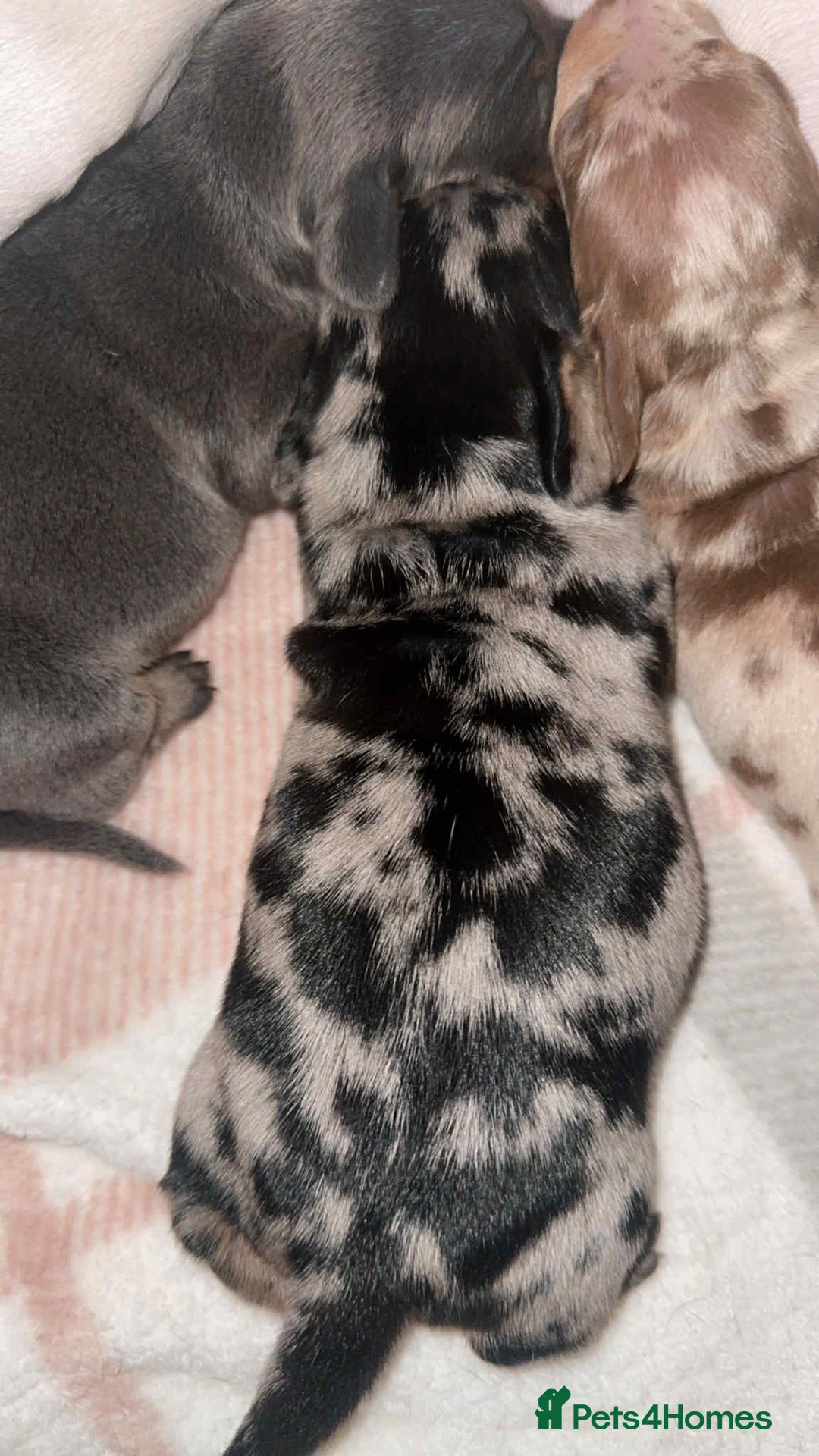 Miniature Dachshund dogs for sale: Miniature daschund puppies - Image 9