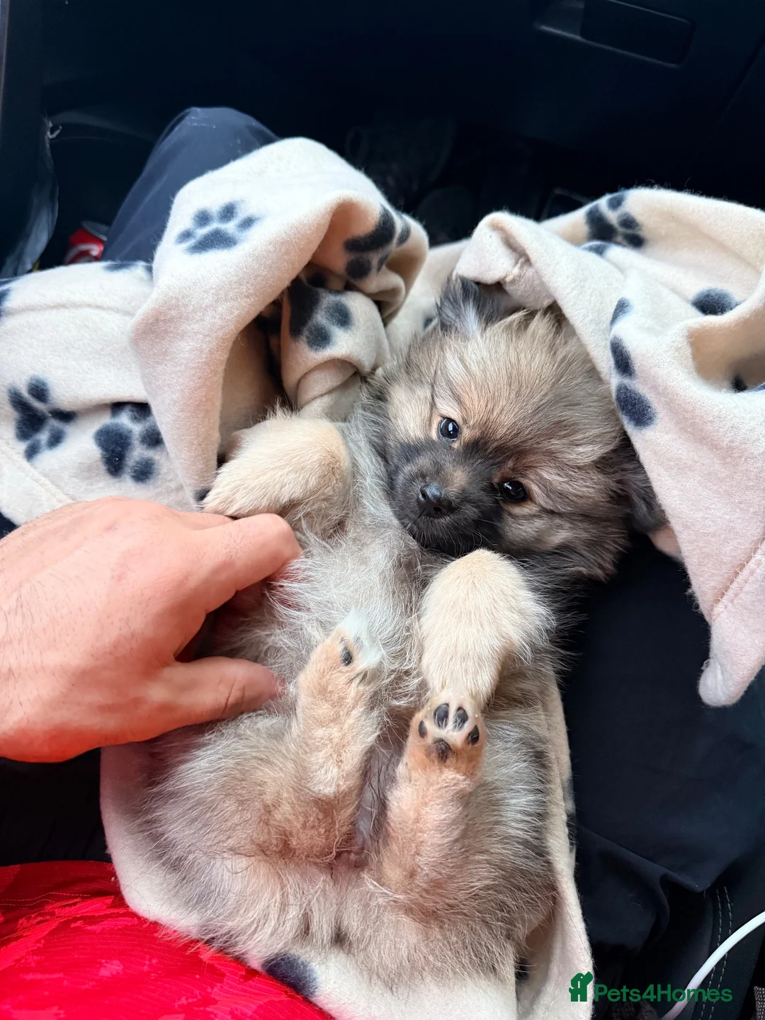 Pomeranian dogs for sale: Pomeranian female  in Castleford - Advert 2