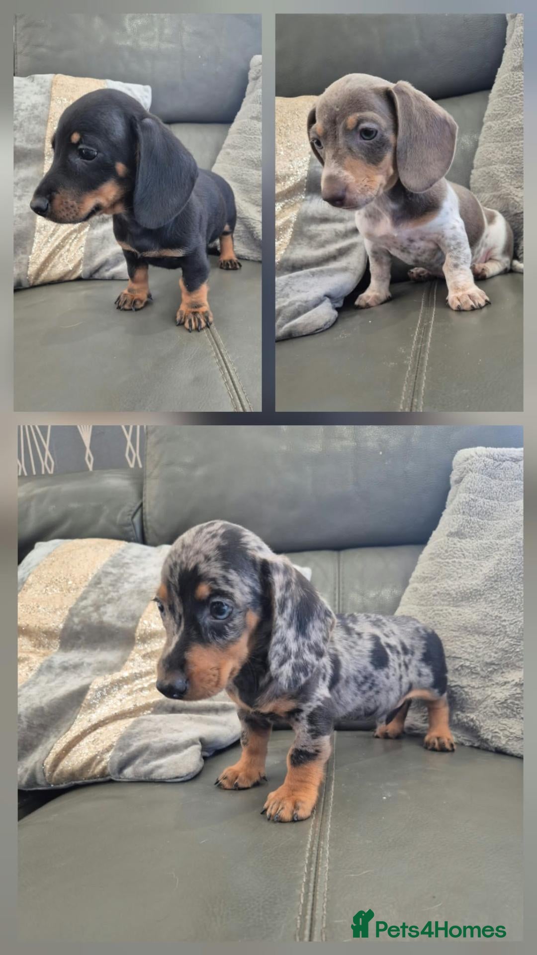 Miniature Dachshund dogs Dachshund pups - READY NOW - Advert 15
