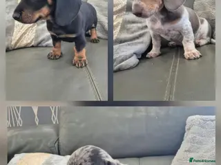 Miniature Dachshund dogs Dachshund pups - READY NOW - Advert 15