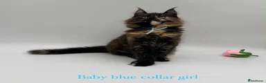 Maine Coon 5