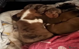 Miniature Dachshund dogs for sale: Miniature dachshunds  - Image 7