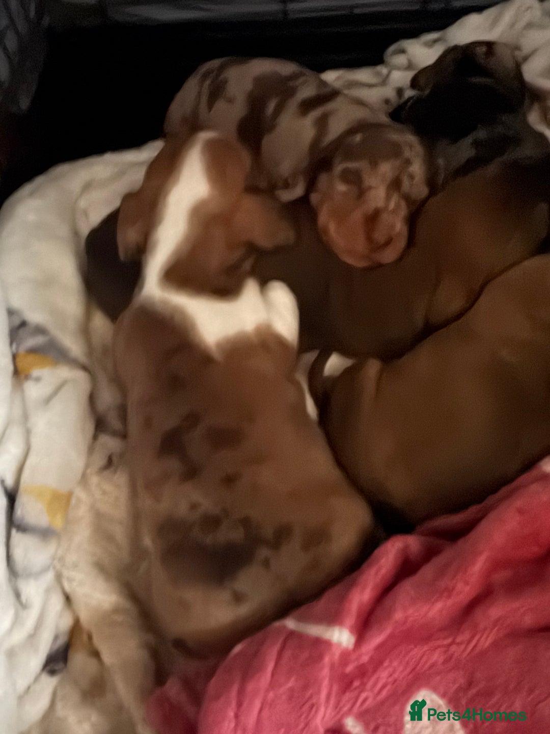 Miniature Dachshund dogs for sale: Miniature dachshunds  - Image 7