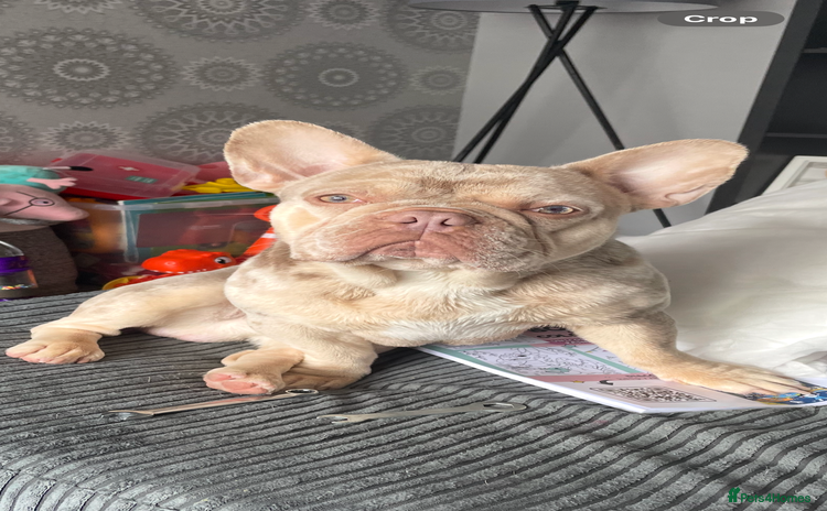 French Bulldog dogs - Advert 3