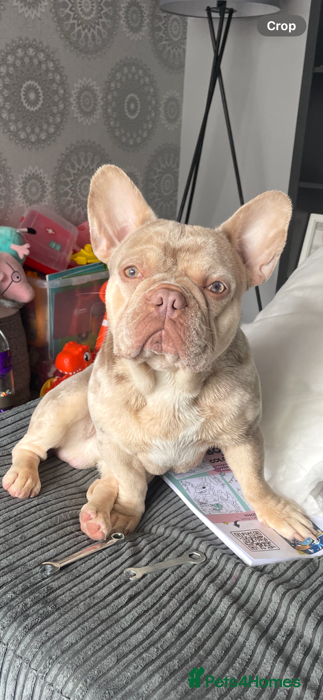 French Bulldog dogs for sale: 19 month old French bulldog  - Image 1