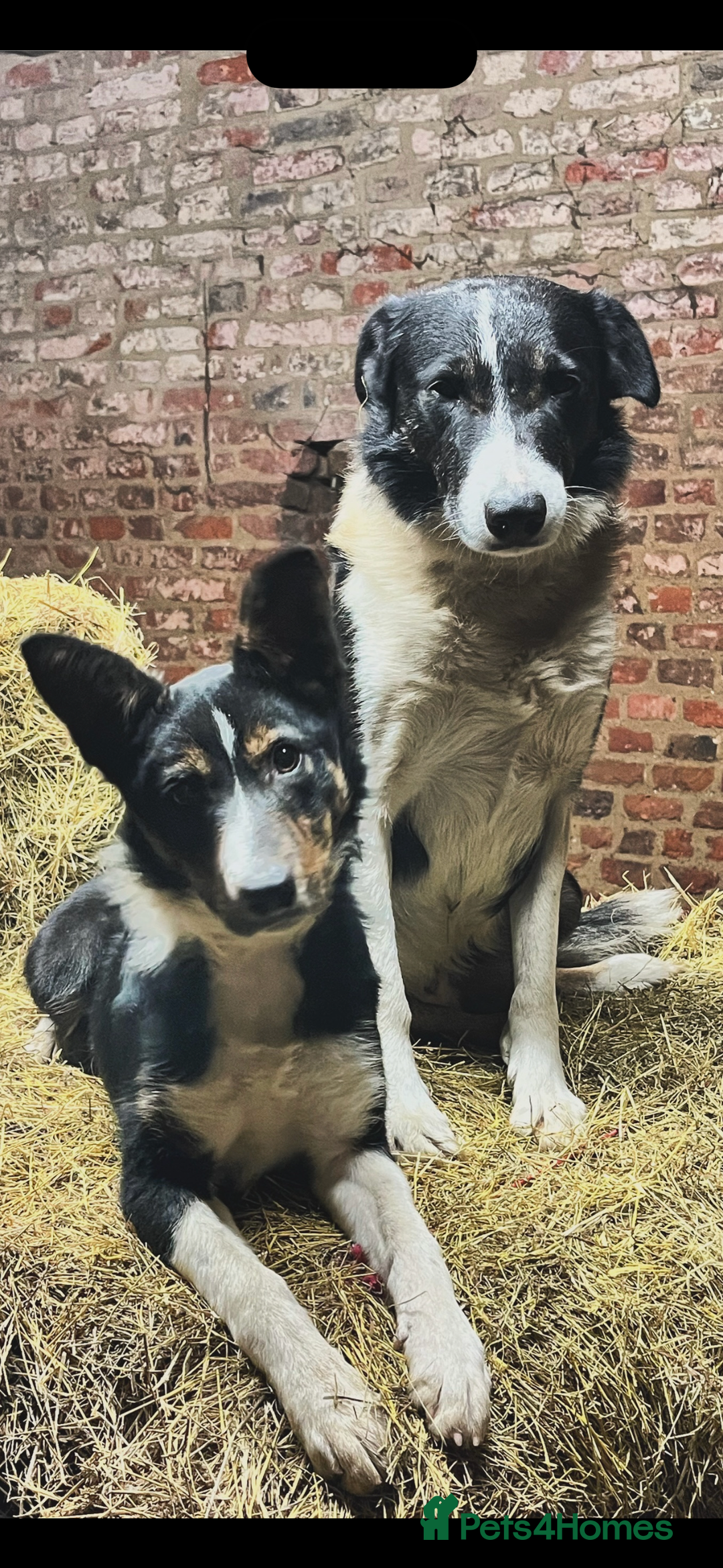 Border Collie dogs for stud: Isds registered pedigree border collie  - Advert 2