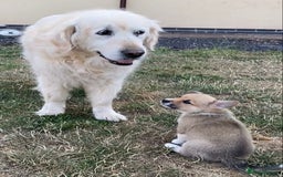 Mixed Breed dogs for sale: Corgi cross puppies - Image 6