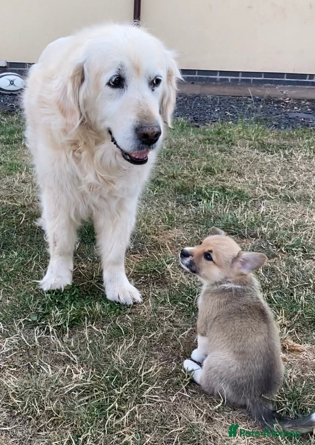 Mixed Breed dogs for sale: Corgi cross puppies - Image 6