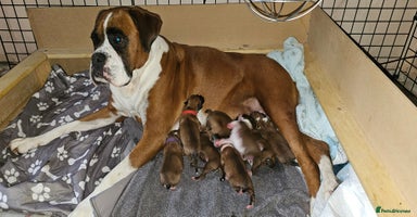 Boxer dogs - Advert 1