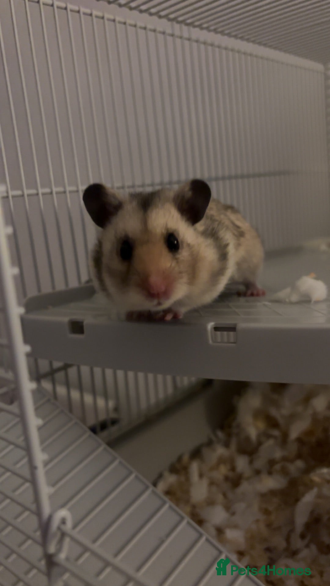 Hamster rodents Syrian Hamster - Cody - Advert 18