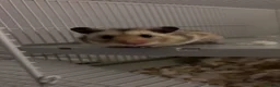 Hamster rodents for sale: Syrian Hamster - Cody - Advert 1