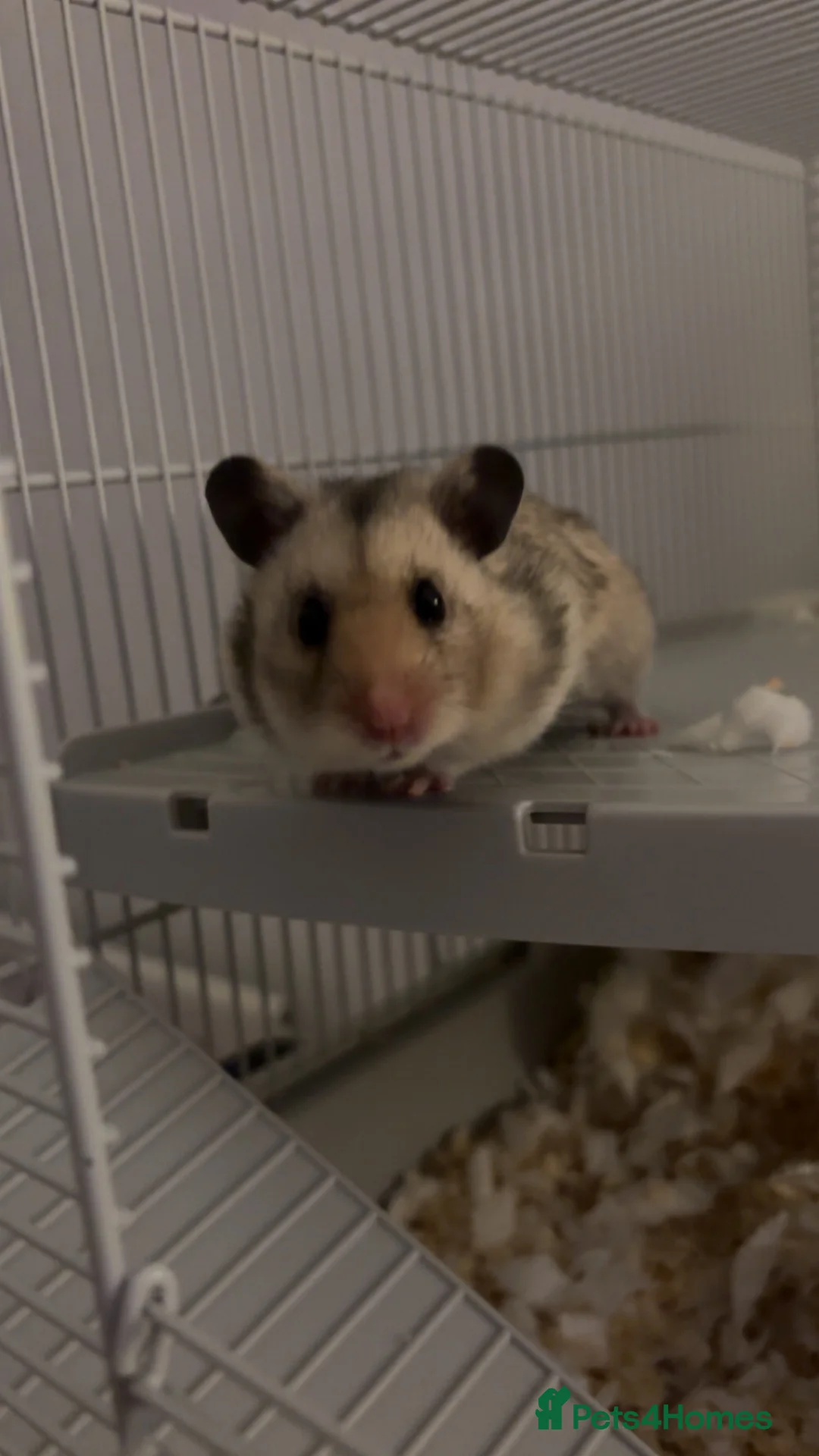 Hamster rodents for sale: Syrian Hamster - Cody - Advert 1