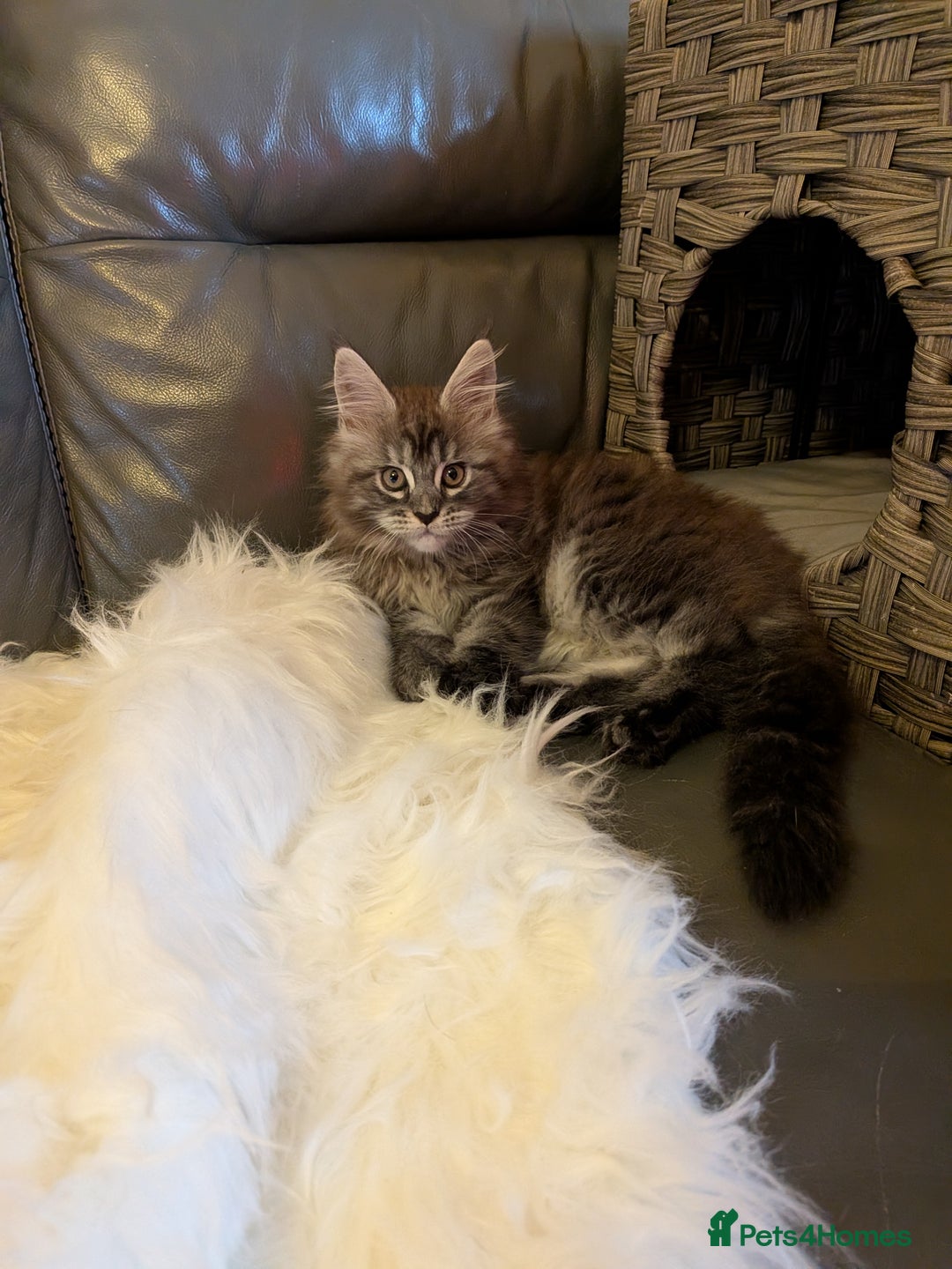 Maine Coon cats for sale: Maine coon kittens - Advert 10