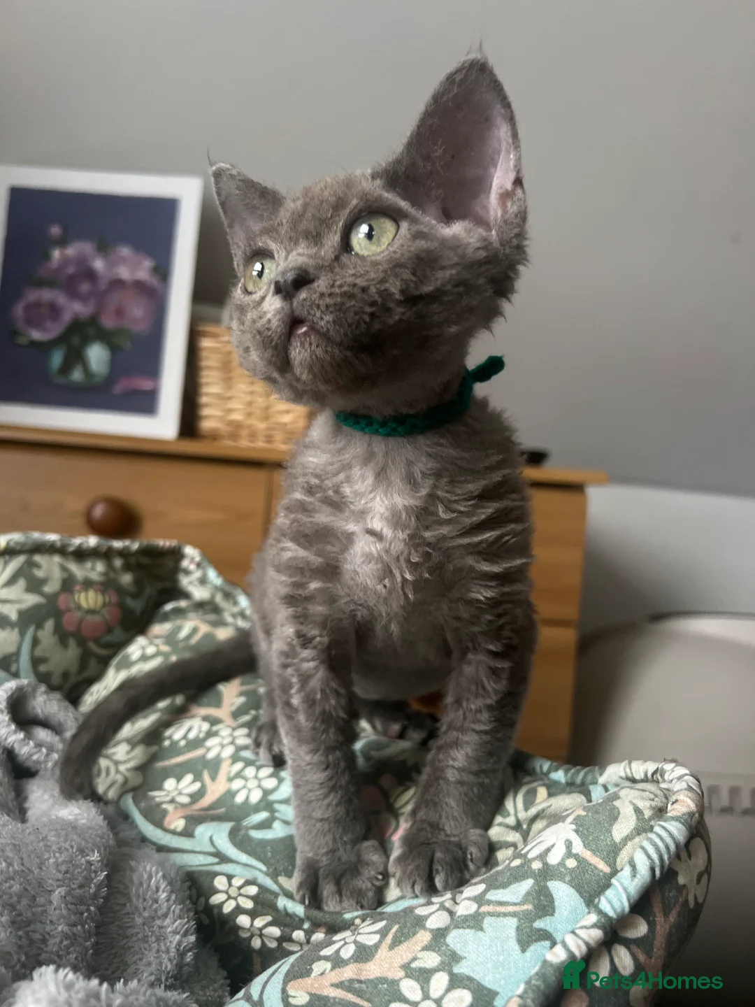 Devon Rex cats for sale: Devon Rex kittens  - Advert 1