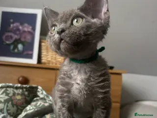 Devon Rex cats Devon Rex kittens - Advert 3