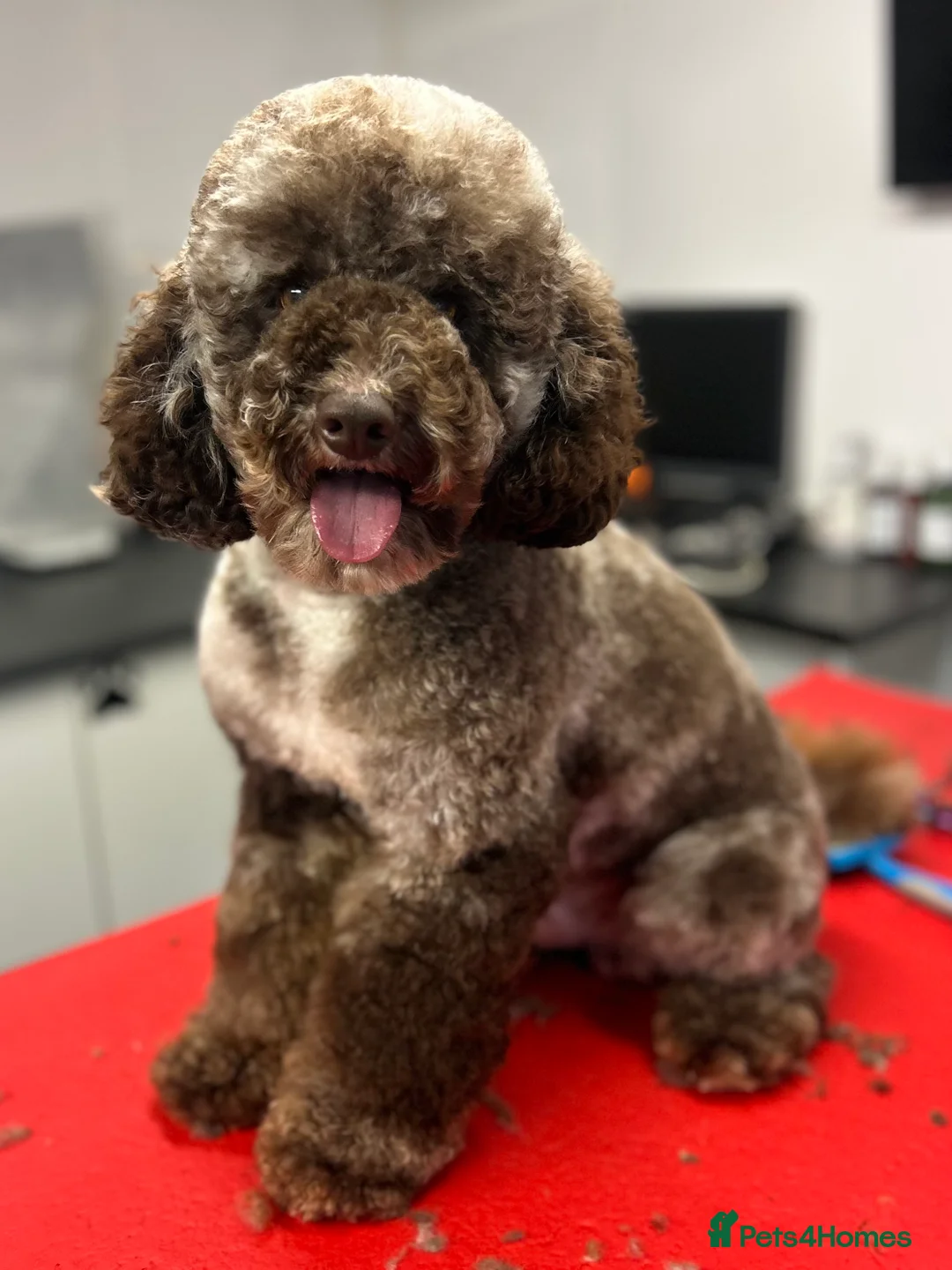 Miniature Poodle dogs for stud: Miniture Chocolate Merle poodle in Telford - Advert 8