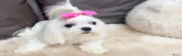 Maltese dogs for sale: Full Korean Female Maltese Age 5 - Advert 17