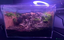 Tarantulas invertebrates for sale: TARANTULAS FOR SALE  - Image 2