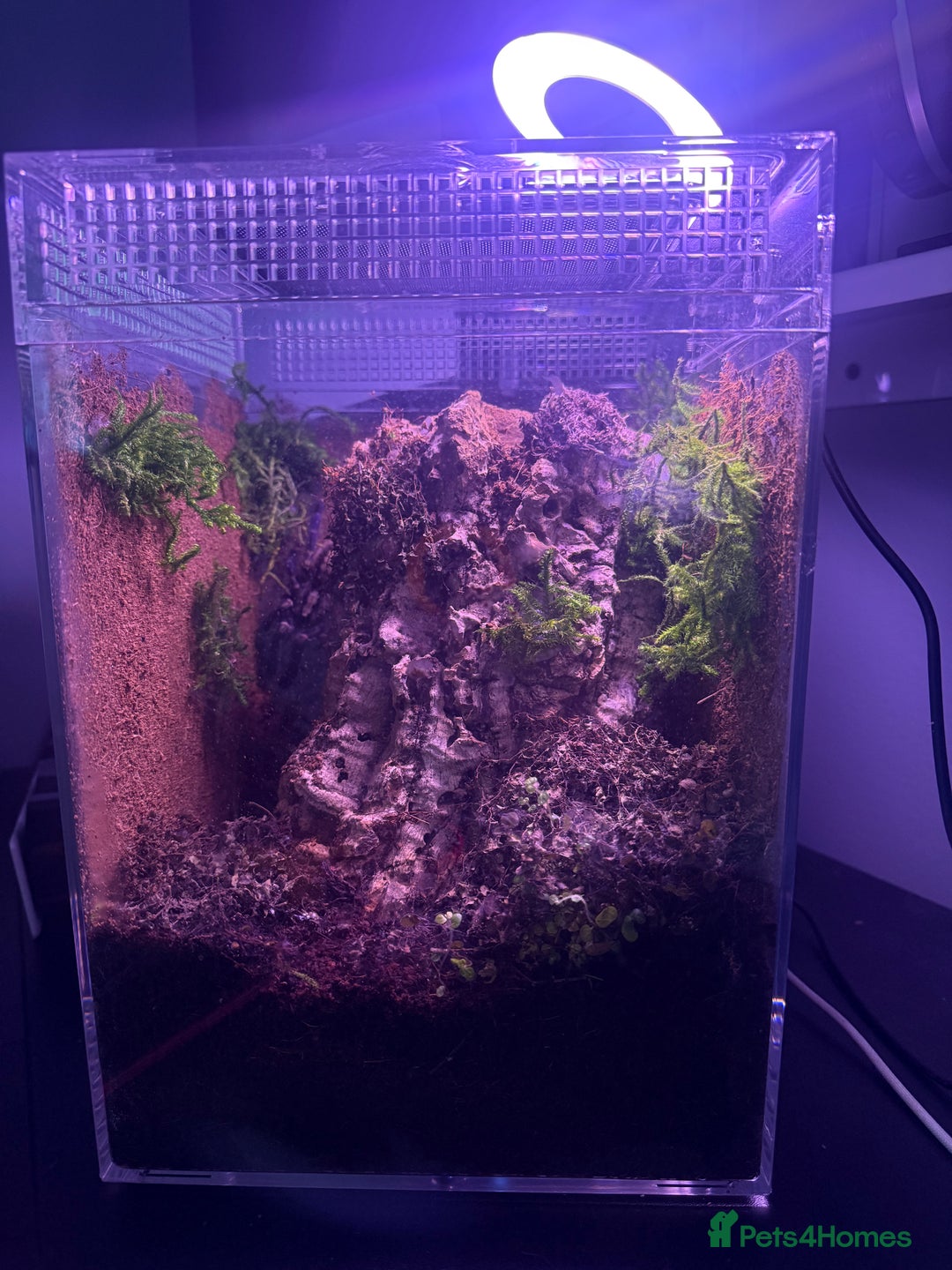 Tarantulas invertebrates for sale: TARANTULAS FOR SALE  - Image 2