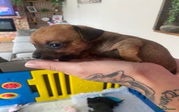 Mixed Breed dogs for sale: REDUCED only 2 left Tiny chiweenie puppy’s  - Image 29