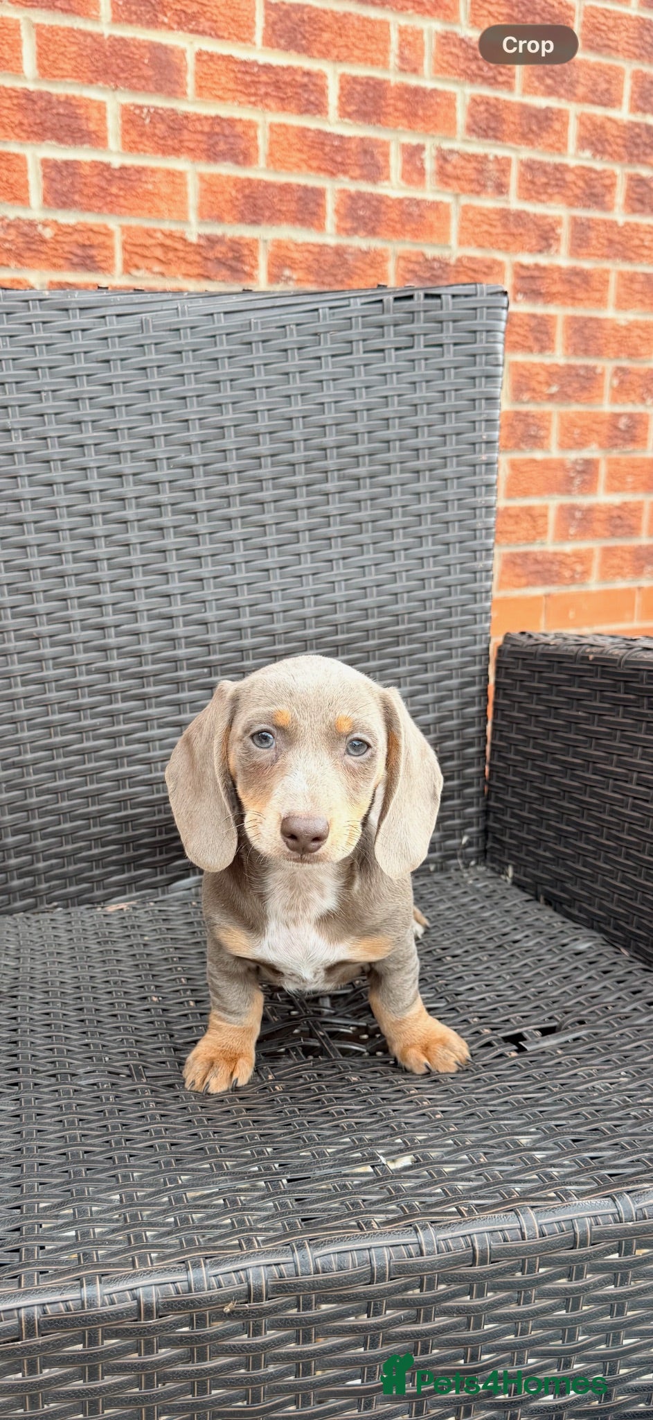 Dachshund dogs Miniature Dachshund Puppy’s. Ready To Leave 🐶  - Advert 2