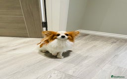 Pomeranian dogs for stud: Pomeranian and papillon boys ready for stud  in Camberley - Image 3
