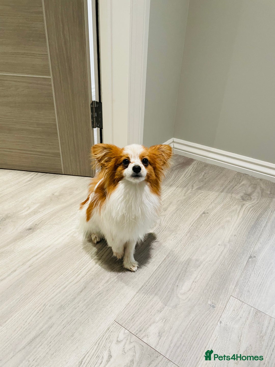 Pomeranian dogs for stud: Pomeranian and papillon boys ready for stud  in Camberley - Image 3
