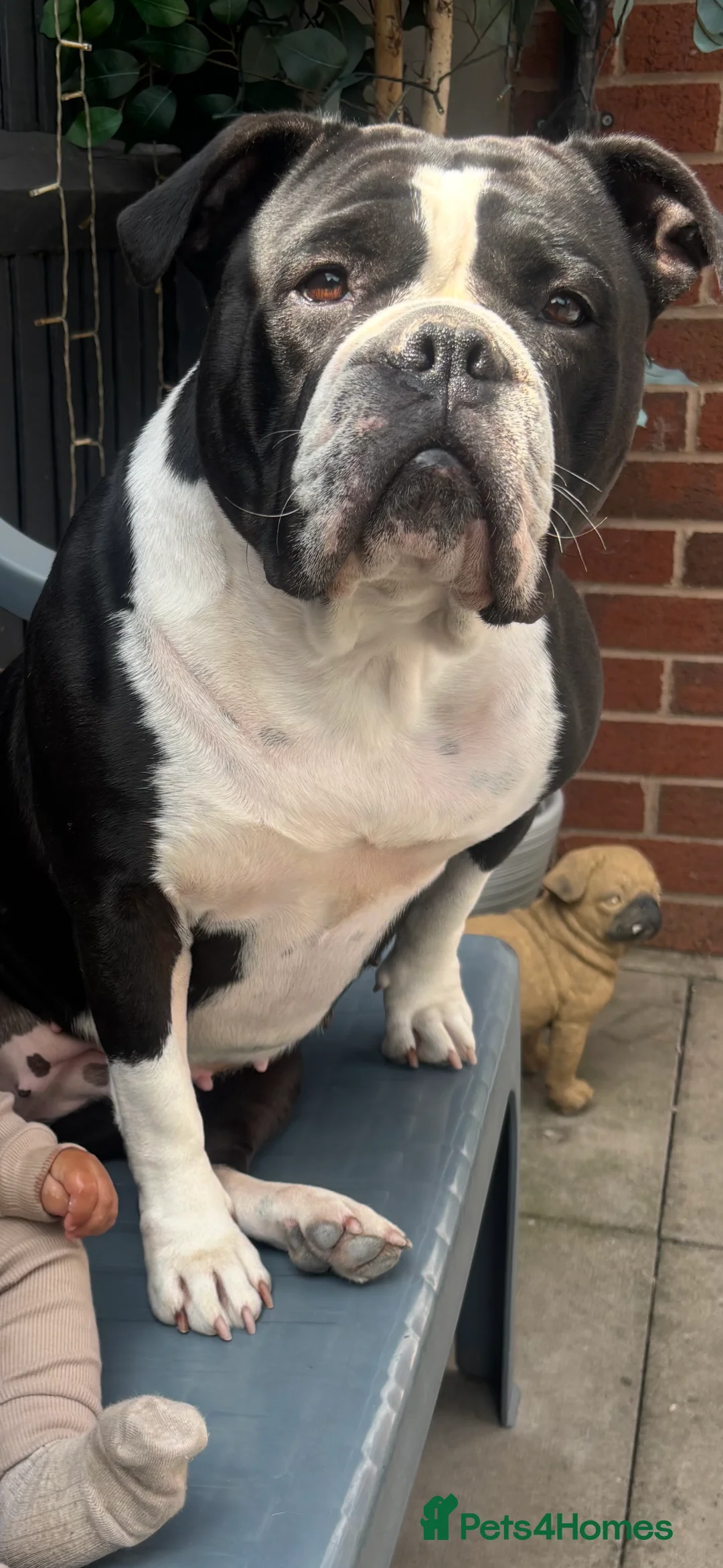 Dorset Olde Tyme Bulldogge dogs for sale: Olde tyme bulldog  - Advert 6