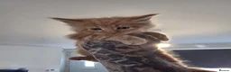 Maine Coon cats for sale: Russian mainecoon kittens  - Advert 6