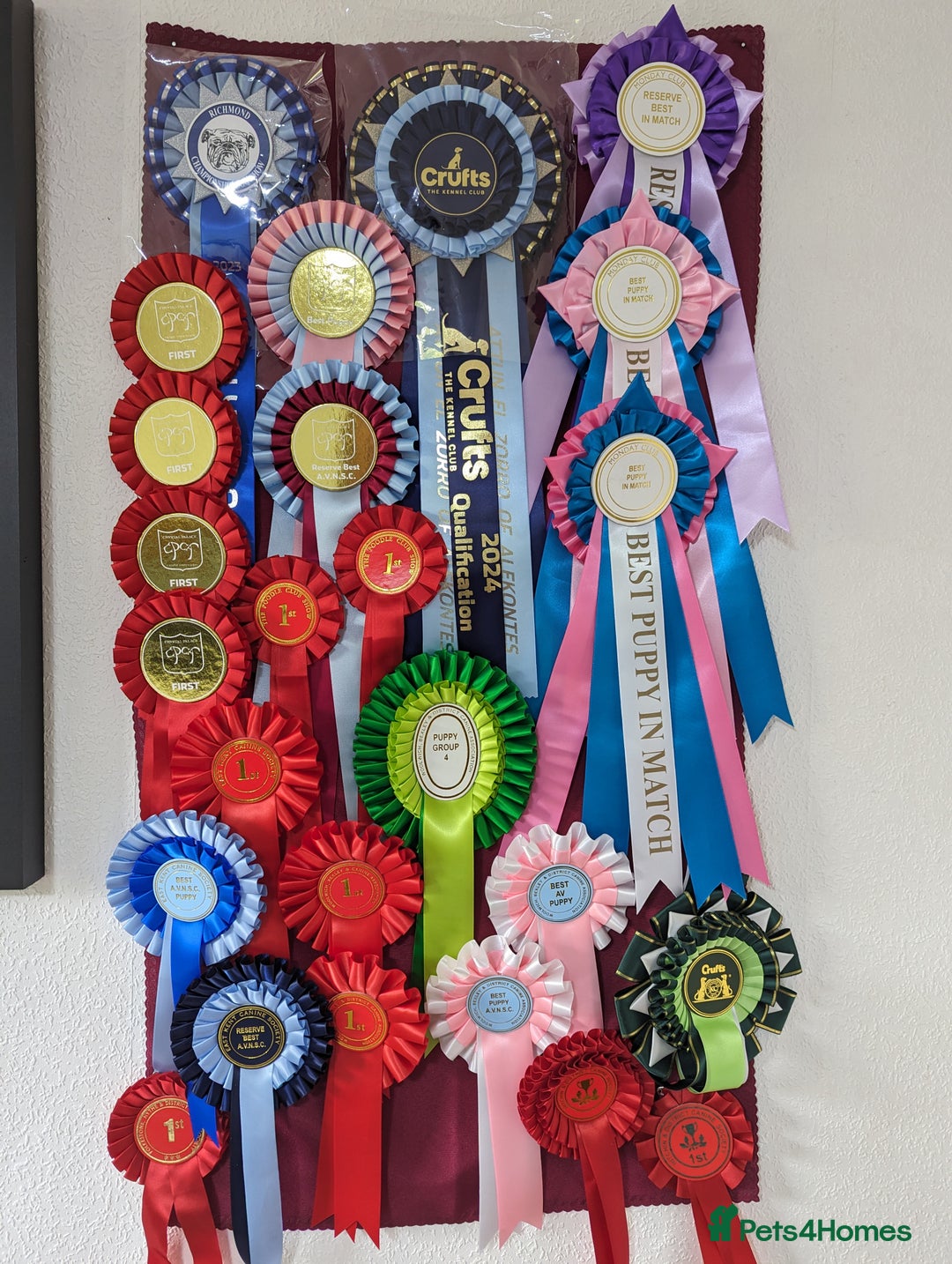 Miniature Poodle dogs for sale: Prestine pedigree poodles - Advert 11