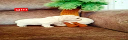 Maltese dogs for sale: Maltes puppies !! - Advert 14