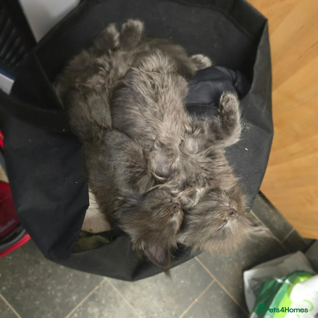 Maine Coon cats for sale: Beautiful grey fluffy mainecoons  - Advert 2