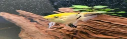Cichlids fish for sale: Tropical Cichlids - Advert 19