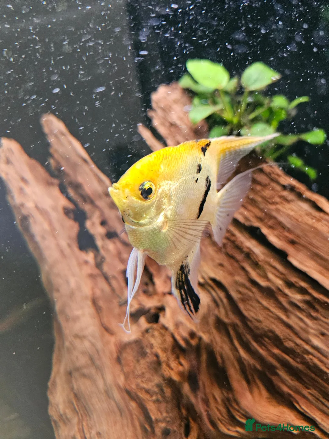 Cichlids fish for sale: Tropical Cichlids - Advert 19