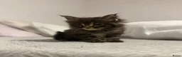 Maine Coon cats for sale: Pedigree Maine coons - Advert 14